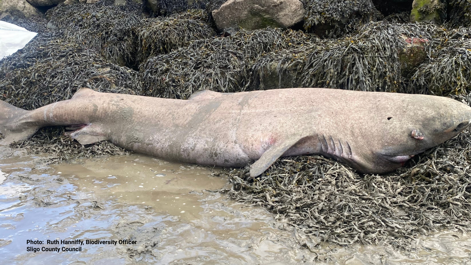 Rare Greenland Shark Recovered From Sligo Coast in Collaborative Effort

